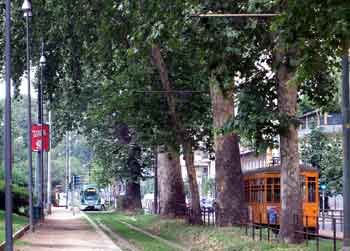 Lawn track under a tree canopy alongside the roadway.