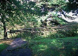 Three alternating images showing damaged and fallen trees.