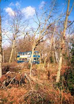 After effects of the 1987 hurricane - lots of partially felled trees.